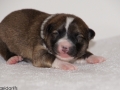 s Pup 1 Lotta 1 week oud (4)