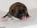 s Pup 6 Kappi 1 week oud (1)