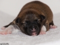 s Pup 6 Kappi 1 week oud (3)