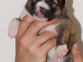 s Pup 1 Lotta 2 weken oud (2)
