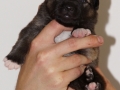 s Pup 2 Askur 2 weken oud (2)