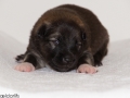 s Pup 4 Baldur 2 weken oud (1)