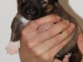 s Pup 5 Elja 2 weken oud (2)