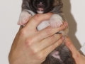 s Pup 6 Kappi 2 weken oud (2)