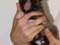s Pup 7 Aeska 2 weken oud (2)