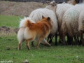 s IJslandse Hond Eskil schapendrijven 2016-12-17 (18)
