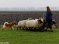s IJslandse Hond Eskil schapendrijven 2016-12-17 (7)
