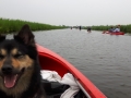SUP en kano IJslandse Honden mei 2016