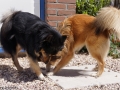 IJslandse Honden Elska en Ylfa Alphen aan den Rijn