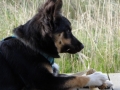 IJslandse Hond Elska Denemarken 5 maanden oud