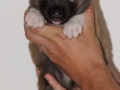 s Pup 6 Kappi 3 weken oud