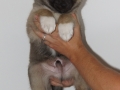 s Pup 4 Baldur 7 weken oud
