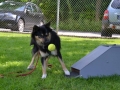 12,5 maanden oud bij een workshop Flyball op de hondenschool