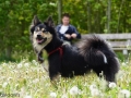 IJslandse Hond Elska 2 jaar oud