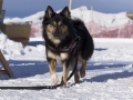IJslandse Hond Elska 2 jaar en 9 maanden oud