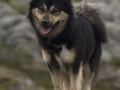 IJslandse Hond Elska 2 jaar en 2 maanden oud