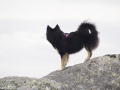 IJslandse Hond Elska 2 jaar en 2 maanden oud