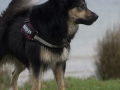 IJslandse Hond Elska 2 jaar en 6 maanden oud