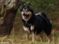 IJslandse Hond Elska 3,5 jaar oud