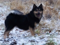 IJslandse Hond Elska 3,5 jaar oud