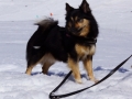 IJslandse Hond Elska 4 jaar oud