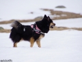 IJslandse Hond Elska 4 jaar oud