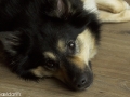 IJslandse Hond Elska 2 jaar en 3 maanden oud