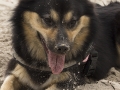 IJslandse Hond Elska 2 jaar en 4 maanden oud