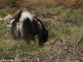 IJslandse Hond Elska 2 jaar en 5 maanden oud