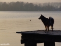 IJslandse Hond Alphen aan den Rijn.jpg