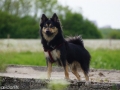 IJslandse Hond Elska houding.jpg