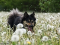 IJslandse Hond Elska lente paardenbloem.jpg
