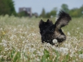 IJslandse Hond Elska lente rennen.jpg