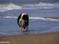 IJslandse Hond Elska strand.jpg