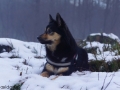 IJslandse Hond Elska winter.jpg