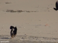 IJslandse Hond strand vogel.jpg