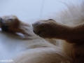 IJslandse Hond wolfsklauwen.jpg