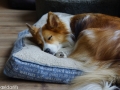 IJslandse Honden Weekend mei 2015 (1)