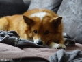 IJslandse Honden Weekend mei 2015 (10)