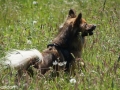 IJslandse Honden Weekend mei 2015 (18)