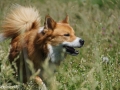IJslandse Honden Weekend mei 2015 (19)