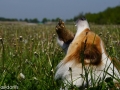 IJslandse Honden Weekend mei 2015 (34)