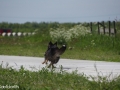 IJslandse Honden Weekend mei 2015 (40)
