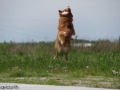 IJslandse Honden Weekend mei 2015 (41)