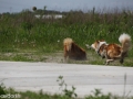 IJslandse Honden Weekend mei 2015 (42)