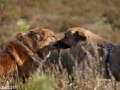 IJslandse Honden kus.jpg