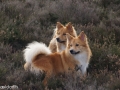 IJslandse Honden moeder dochter.jpg