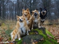 IJslandse Honden portret.jpg