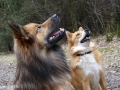 IJslandse Honden reu.jpg