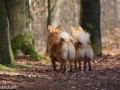 IJslandse Honden rood.jpg